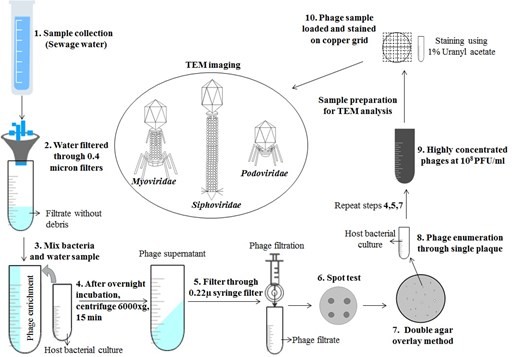 bacteriophage