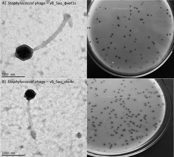 bacteriophage