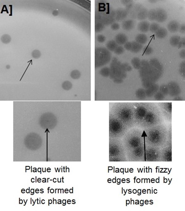 bacteriophage