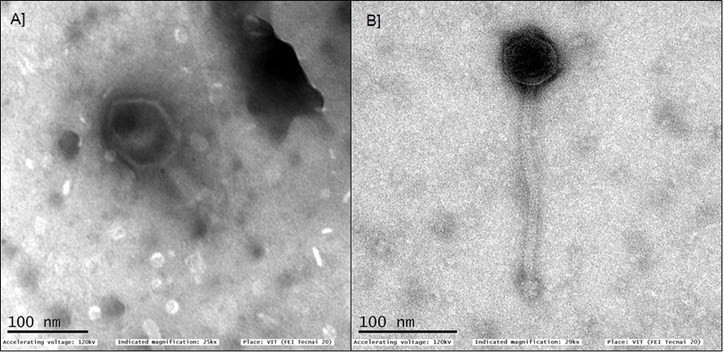 bacteriophage