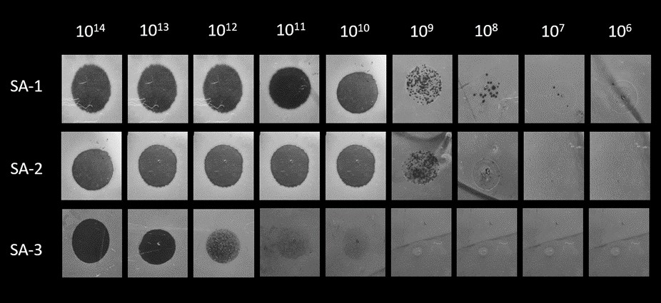 bacteriophage