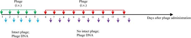 bacteriophage