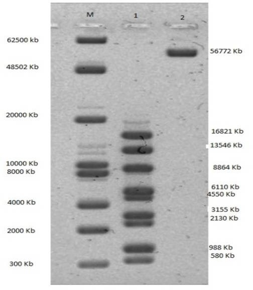 bacteriophage